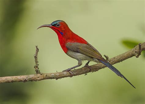 Crimson sunbird (Aethopyga siparaja)