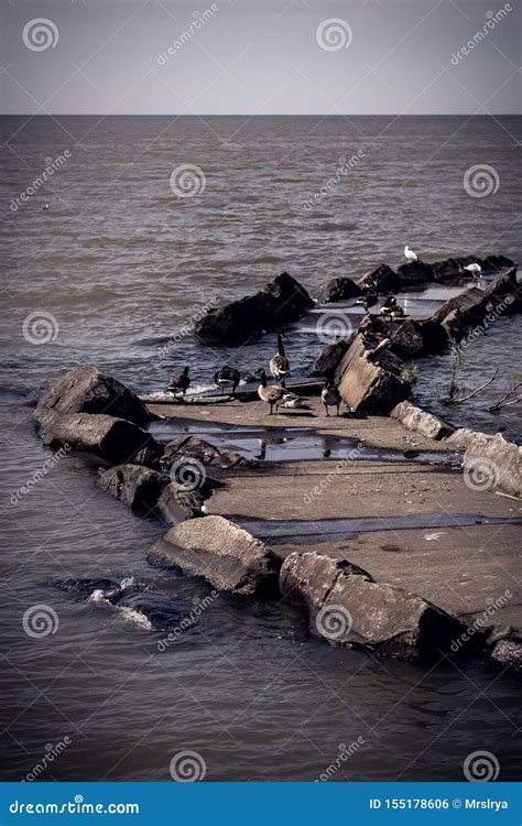 Flock of Canadian Geese Sitting on Shore of Lake Erie in Cleveland,Ohio Stock Photo - Image of ...