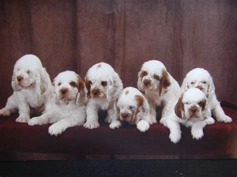 Clumber Spaniel Breeders Profiles and Pictures | Dog Breeders Profiles ...