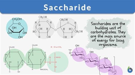 Saccharide Definition and Examples - Biology Online Dictionary