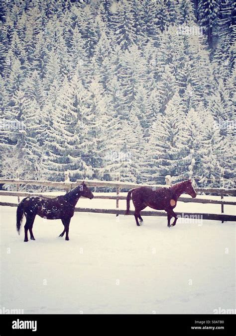 Two horses in the snow Stock Photo - Alamy