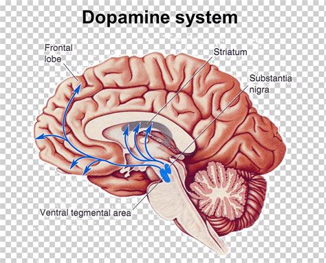 Nucleus accumbens Ventral tegmental area Brain Dopamine, Brain, people ...