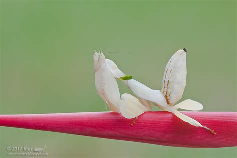 Hymenopus coronatus IMG_7862 copy | Female sub-adult Orchid … | Flickr