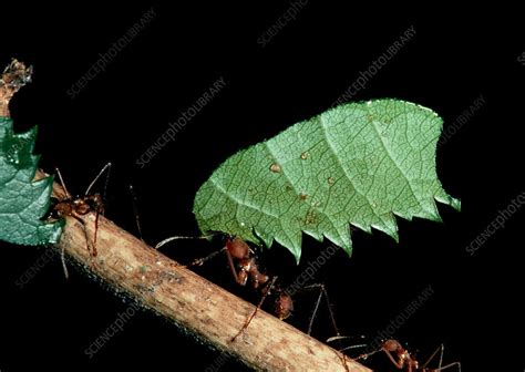 Leafcutter ants - Stock Image - Z345/0431 - Science Photo Library