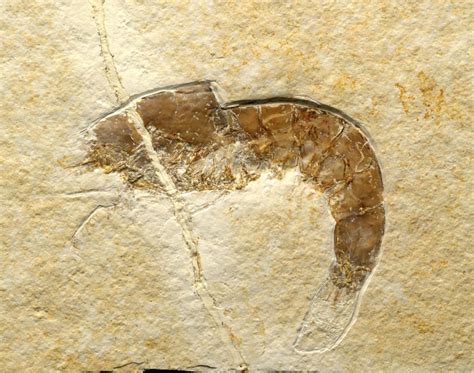 Solnhofen Shrimp Fossil