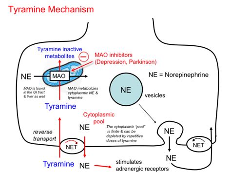 tyramine [TUSOM | Pharmwiki]