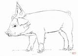 40  Cute Coloring Pages Of Baby Pigs sketch template