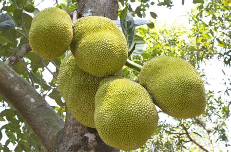 Jack Fruit Tree In South India. Stock Photo - Image: 40225781