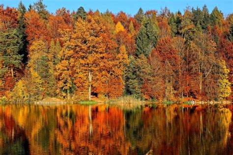 This Map Shows Peak Fall Foliage In NY - Secret NYC