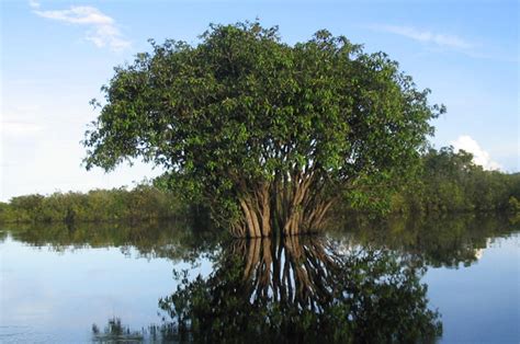 Tropical wetlands: Mangroves and peatlands in peril - CIFOR