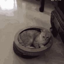 Roomba Cat GIF - Roomba Cat - Discover & Share GIFs