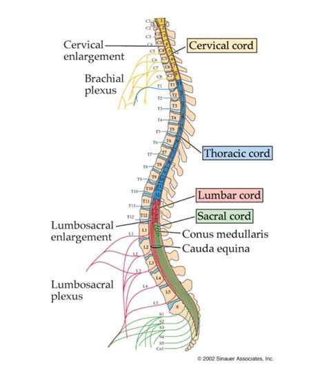 Lab Week 3: Spinal Cord and Brainstem – Rehab 551 Lab