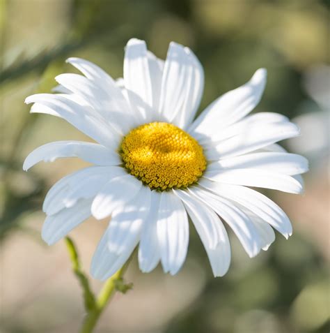 20 Types of WHITE Wildflowers in Georgia! (2024) - Bird Watching HQ