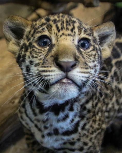 San Diego Zoo’s Jaguar Cub Needs a Name - ZooBorns