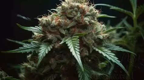 Alien Rock Candy Marijuana Strain Information and Review