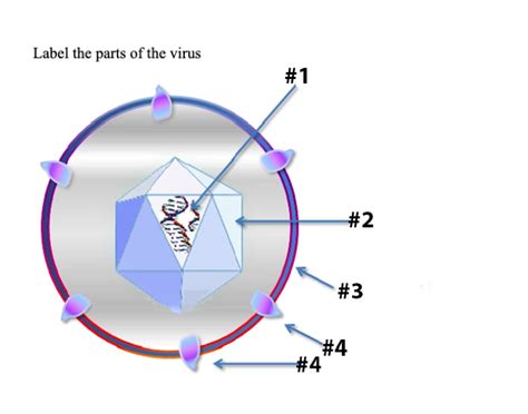 Parts of a Virus Quiz