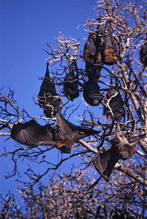 Image of bats hanging in the sun | CreepyHalloweenImages