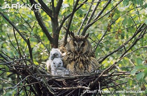 owls' nests | Long-eared owl on its nest with two chicks | Long eared ...