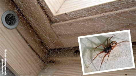 'Alarming' rise in False Widow spiders in Ireland - Page 4 — boards.ie ...