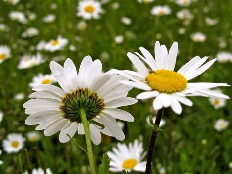 Oxeye Daisy Control: Managing Oxeye Daisy Perennials