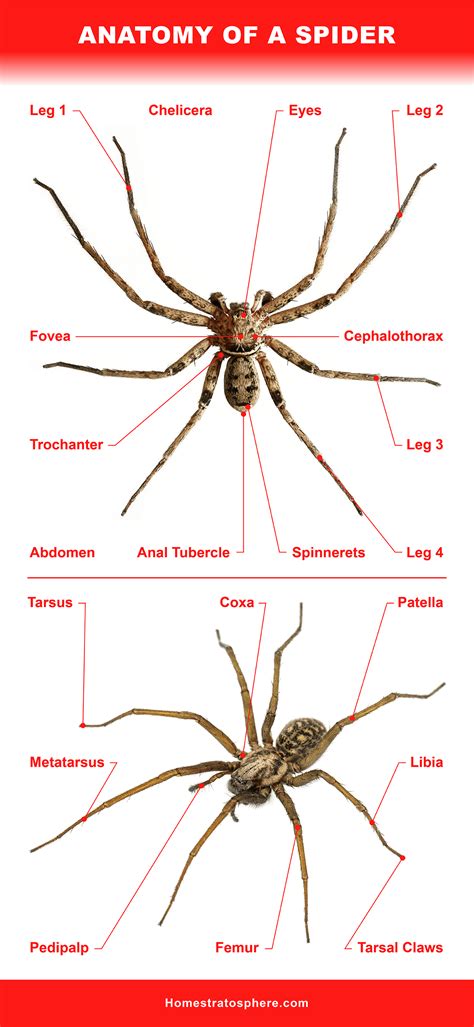 Anatomy Of A Spider - Anatomical Charts & Posters