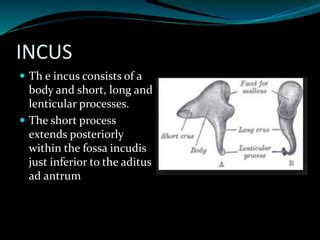 Ossicles: Anatomy, Function, And Treatment, 46% OFF