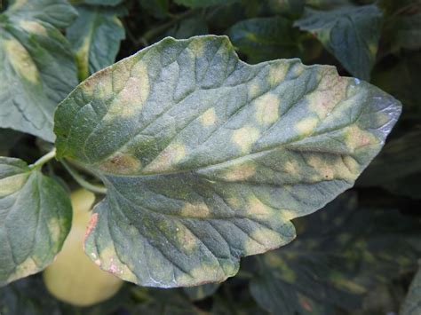 Leaf mold on tomatoes | Vegetable Pathology – Long Island Horticultural Research & Extension Center