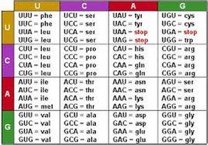 Translation - The GENe Institute