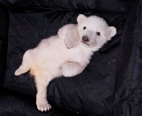 See 2 new polar bear cubs born at Detroit Zoo - mlive.com