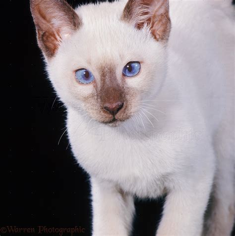 Chocolate-point Siamese kitten, 11 weeks old photo WP14876