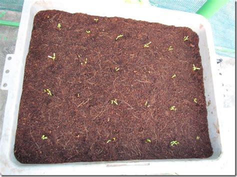 Spinach Growing Stages