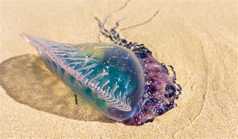 Huge numbers of venomous Portuguese man o’war jellyfish wash up on Irish shores after Storm ...