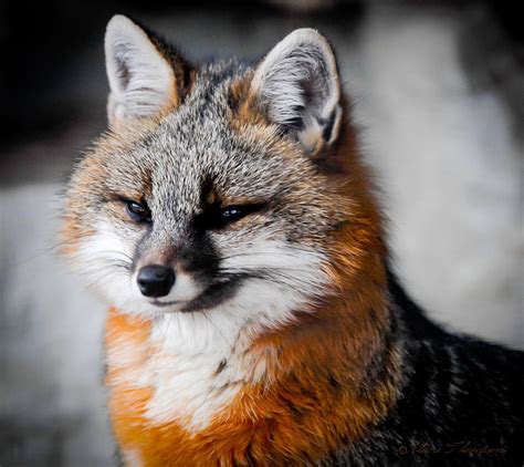 Pin by Floyd McCubbins on Foxes | Canadian nature, Nature conservation ...