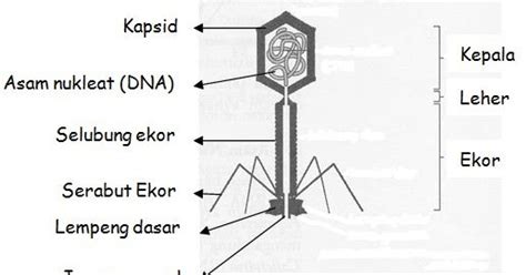 Gambarkan struktur tubuh bakteriofag, lengkap dengan keterangan bagian ...