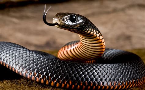 Snake, reptile, black snake, HD wallpaper | Peakpx