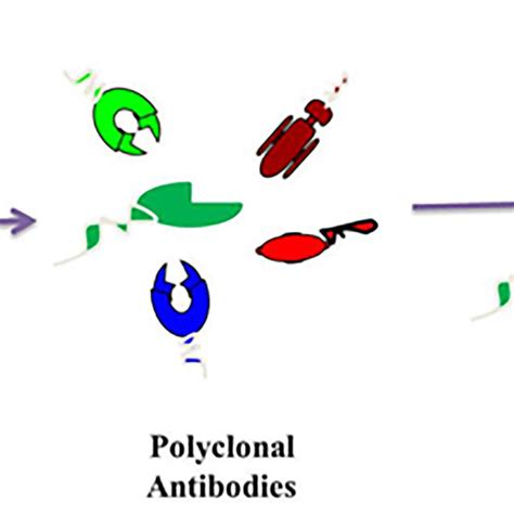 Antibody structure and functional sites. Fab region: Contains the ...