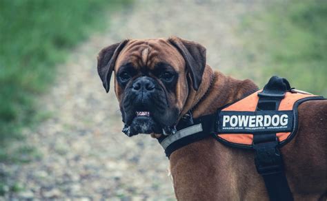 extra blog image - BOXER SERVICE DOG - Canine Campus Dog Daycare & Boarding