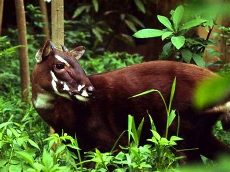 saola - Google Search in 2020 | Endangered animals, Rare animals, Unusual animals