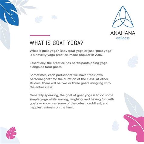 Goat Yoga - All You Need To Know About This Fun Yoga Style