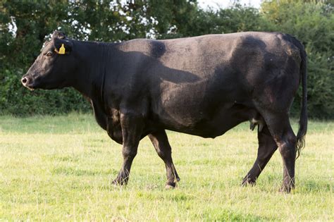 Cows for sale: Normanby Aberdeen-Angus - Aberdeen-Angus Cattle Society