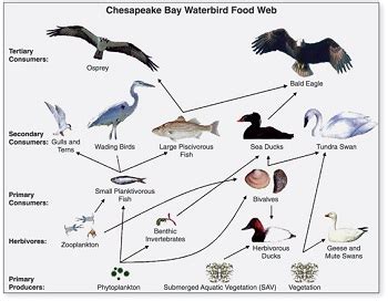 Historic Savanna Grassland Food Web