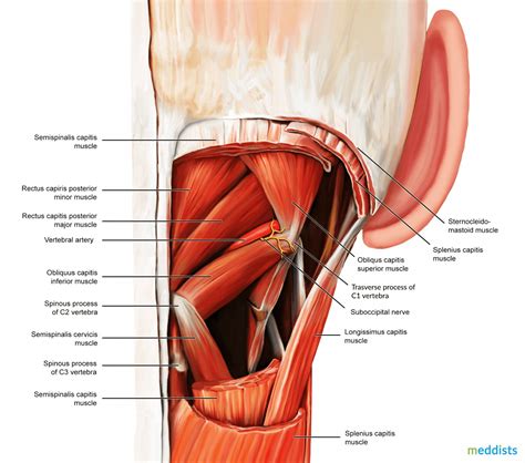 Suboccipital triangle – Meddists