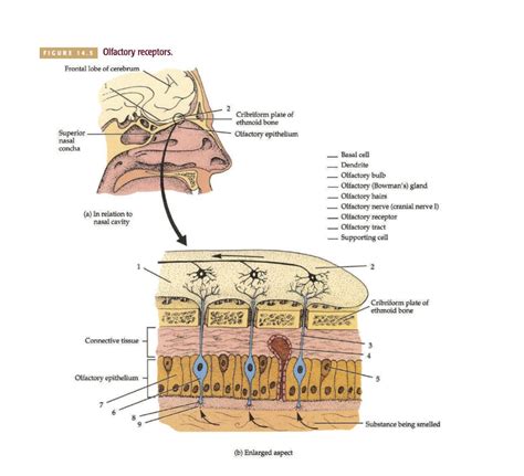 Olfactory Receptors Diagram | Quizlet