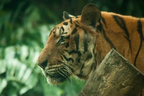 Indochinese Tigers: Everything You Need To Know - Tiger Tribe