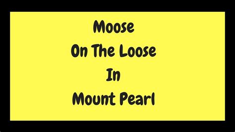 Moose On The Loose - YouTube