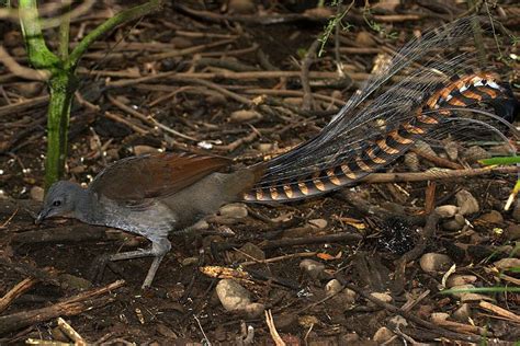 Superb Lyrebird | The Animal Facts | Habitat, Appearance, Diet, Behavior