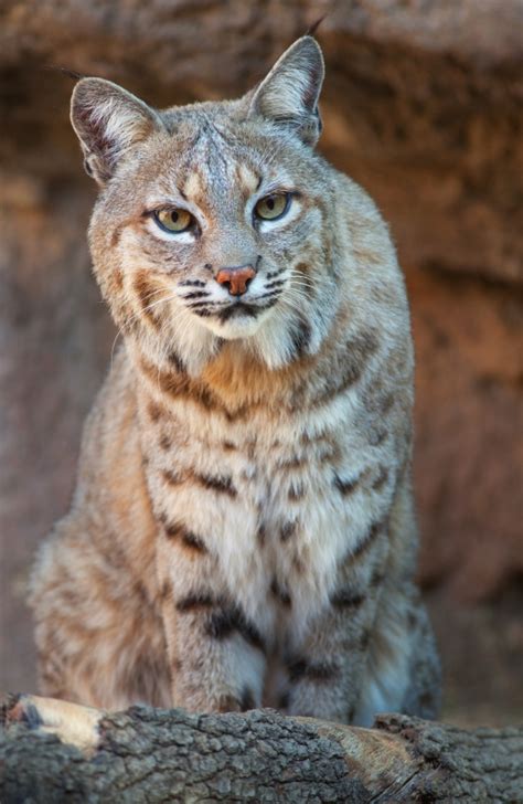 Bobcat Facts at Nature Museum in Cornwall