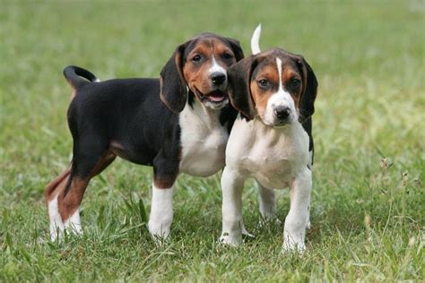 All About Treeing Walker Coonhound Dog Breed – Origin, Behavior, Trainability, Facts, Puppy ...