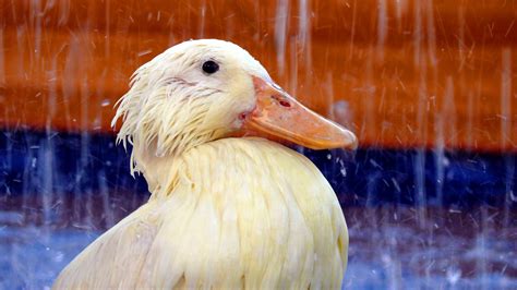 duck in rain - Bill Pelton Livestock, LLC