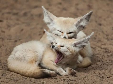 Adaptations of a Fennec Fox - Behavioral, Structural & Physiological - Zooologist